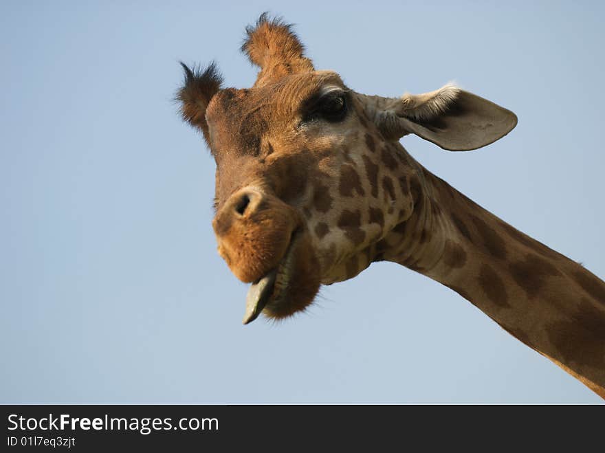 Giraffa camelopardalis