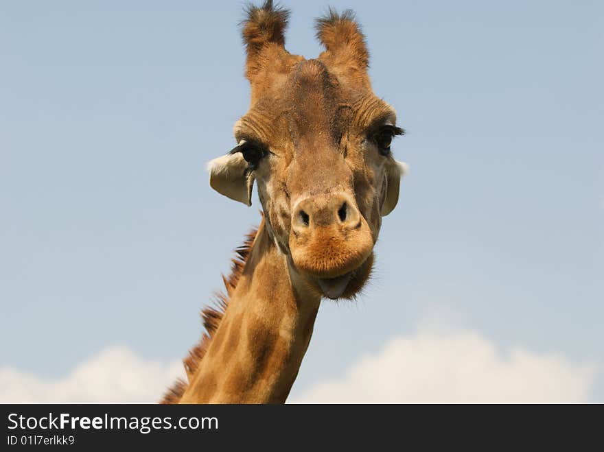 Giraffa camelopardalis looking with interest at the camera. Giraffa camelopardalis looking with interest at the camera