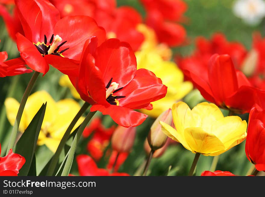 Many Tulips In The Garden