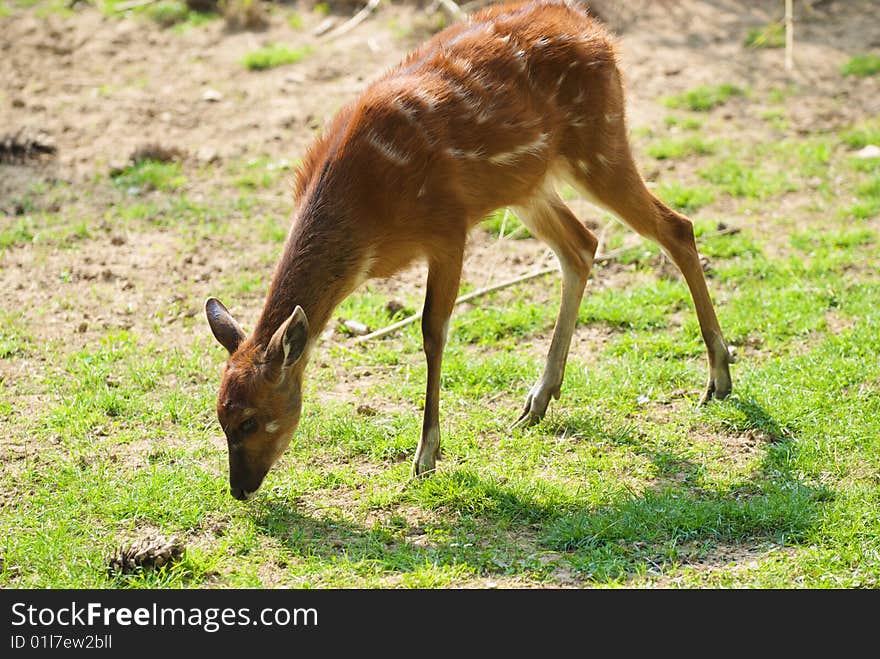 Fallow deer standing alone in a grass field
