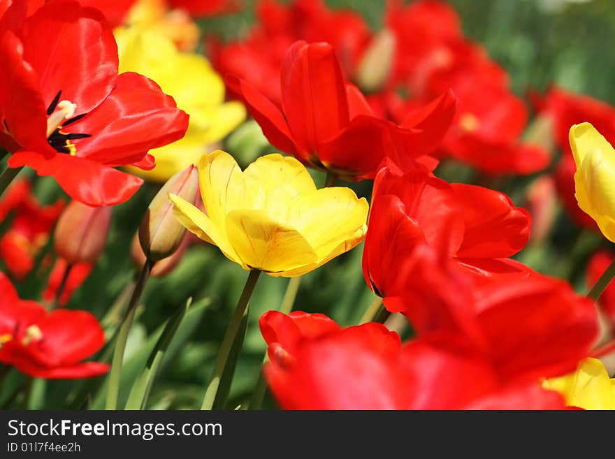 Many Tulips In The Garden