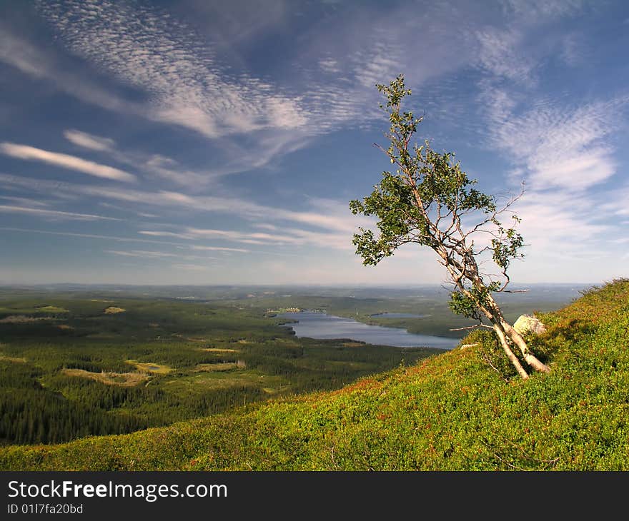 A Tree And The Blue Sky. A Tree And The Blue Sky