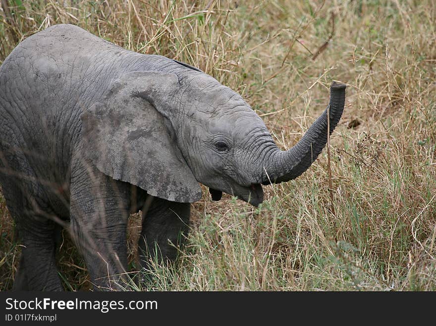 Baby elephant