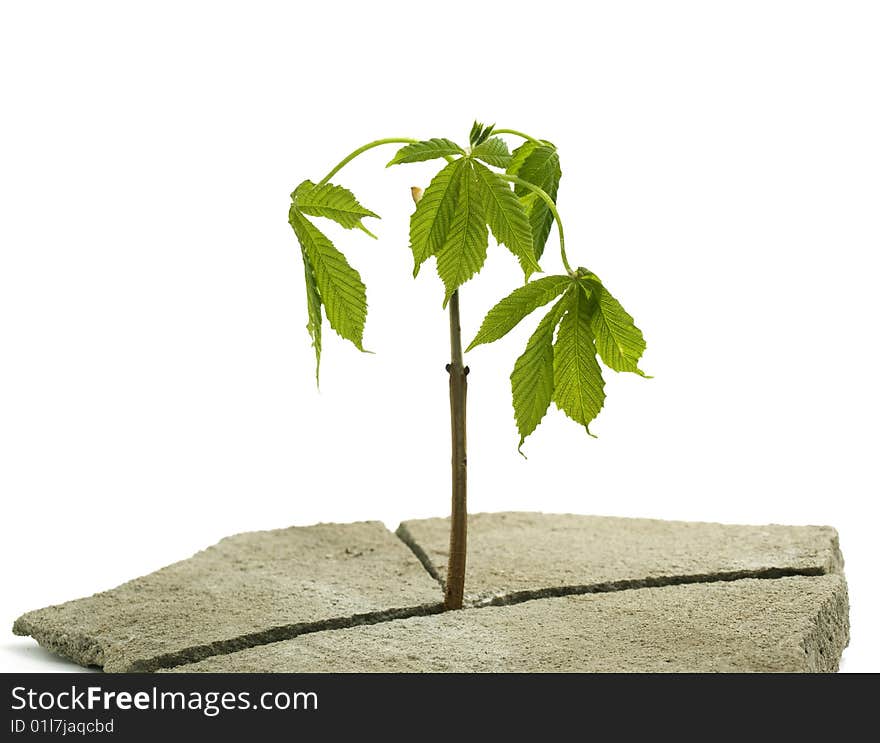 Tree In Stone