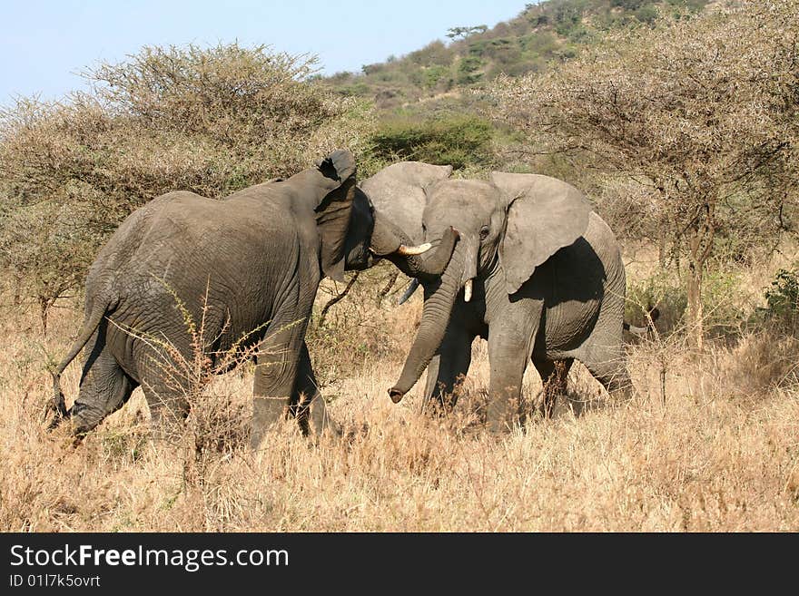 Elephants fighting