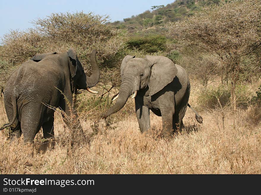 Elephant Males