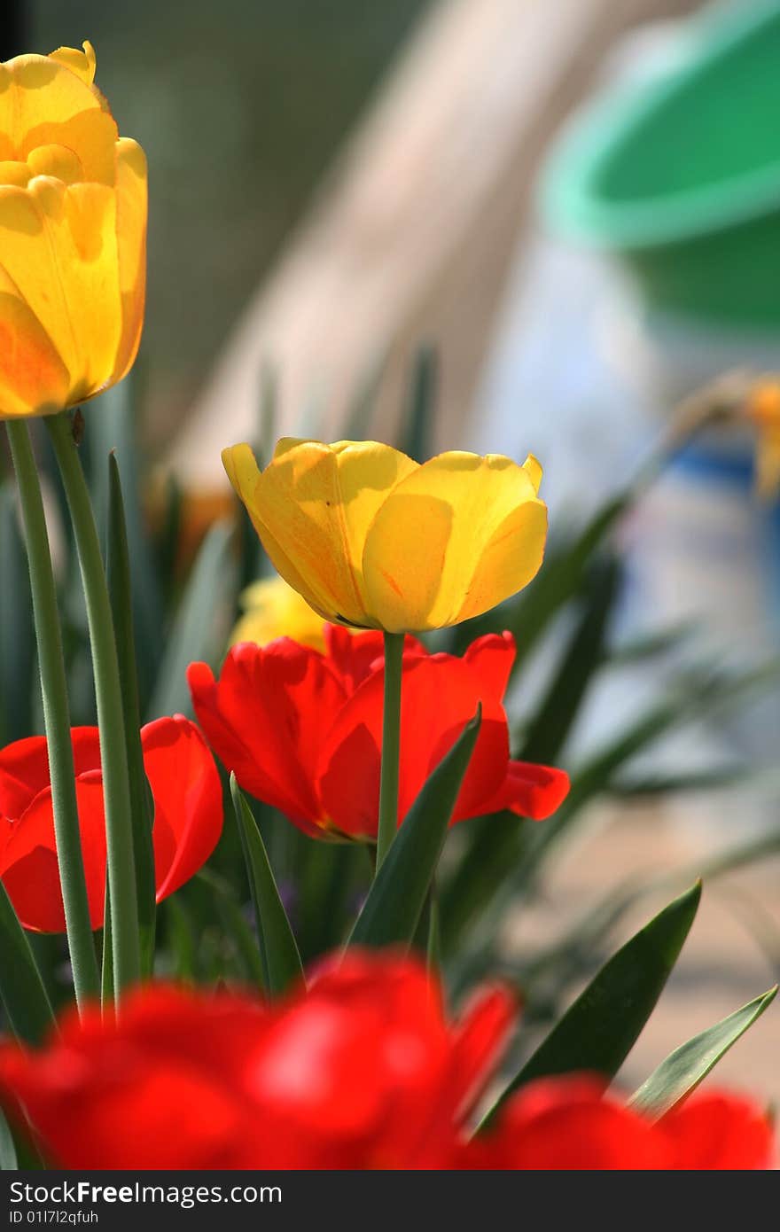 Many fresh spring tulip in the garden. Many fresh spring tulip in the garden