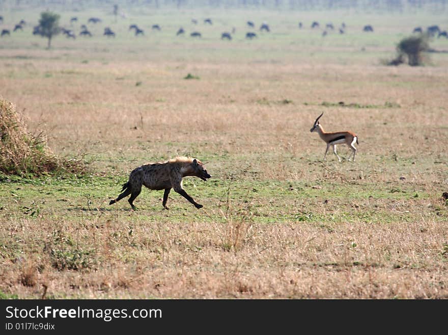 Hyaena