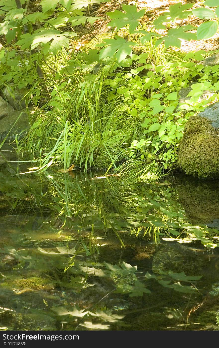 Pond at spring in the valley at Yoaemite National Park. Pond at spring in the valley at Yoaemite National Park