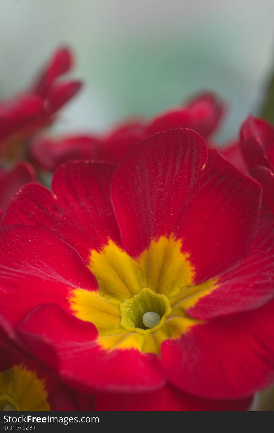 Close-up of a primula flower