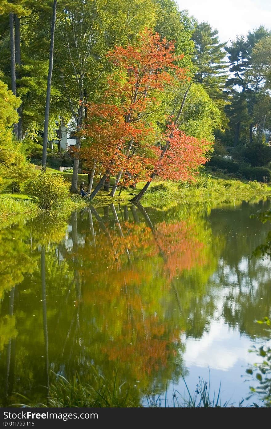 Young tree in fall foliage reflected in pond. Young tree in fall foliage reflected in pond