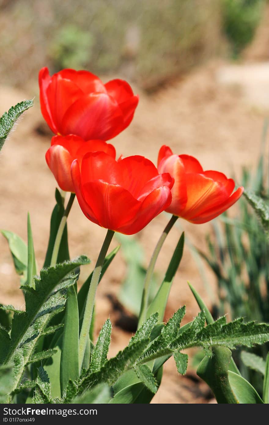 Tulips in the garden