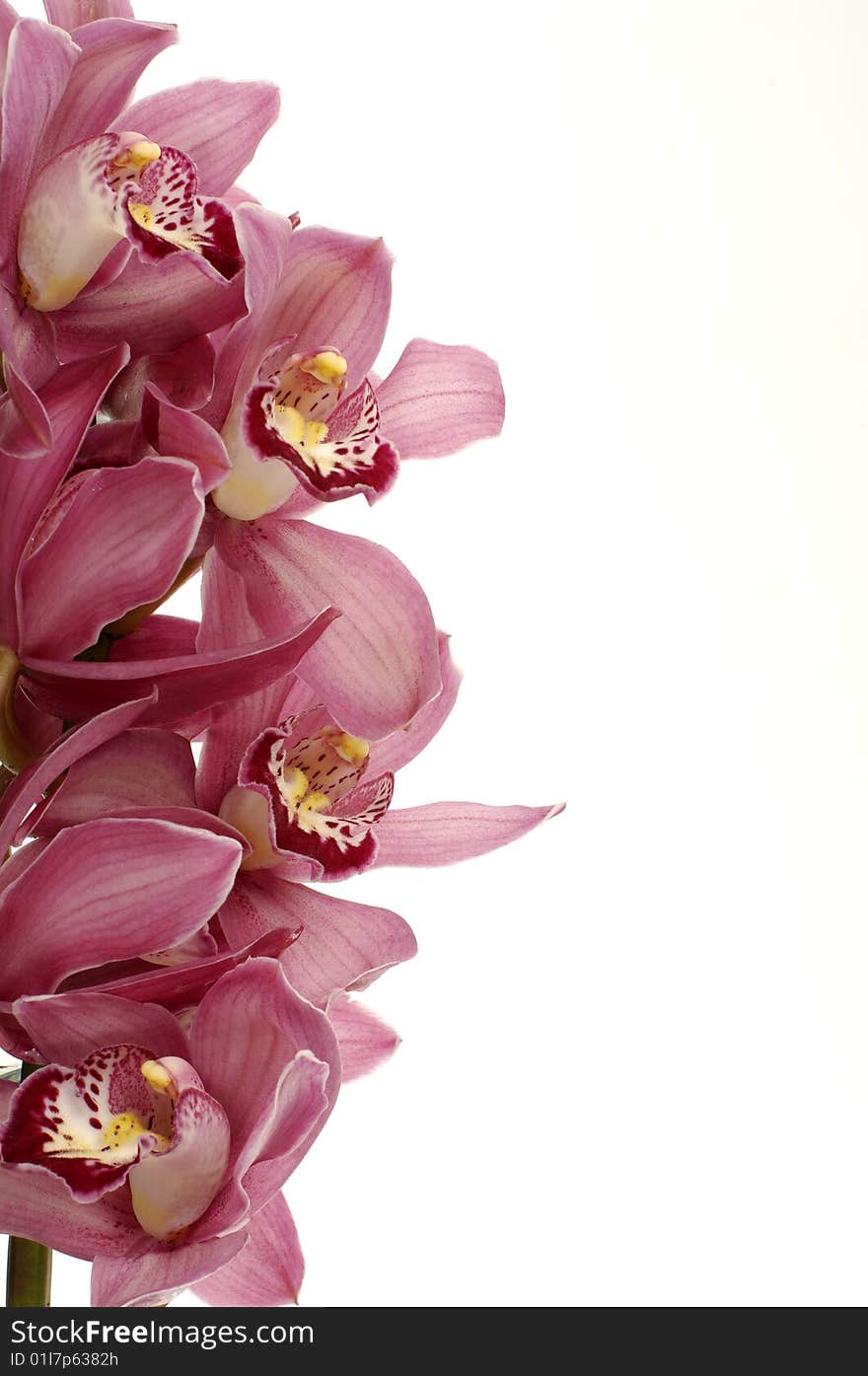 Beautiful Orchid