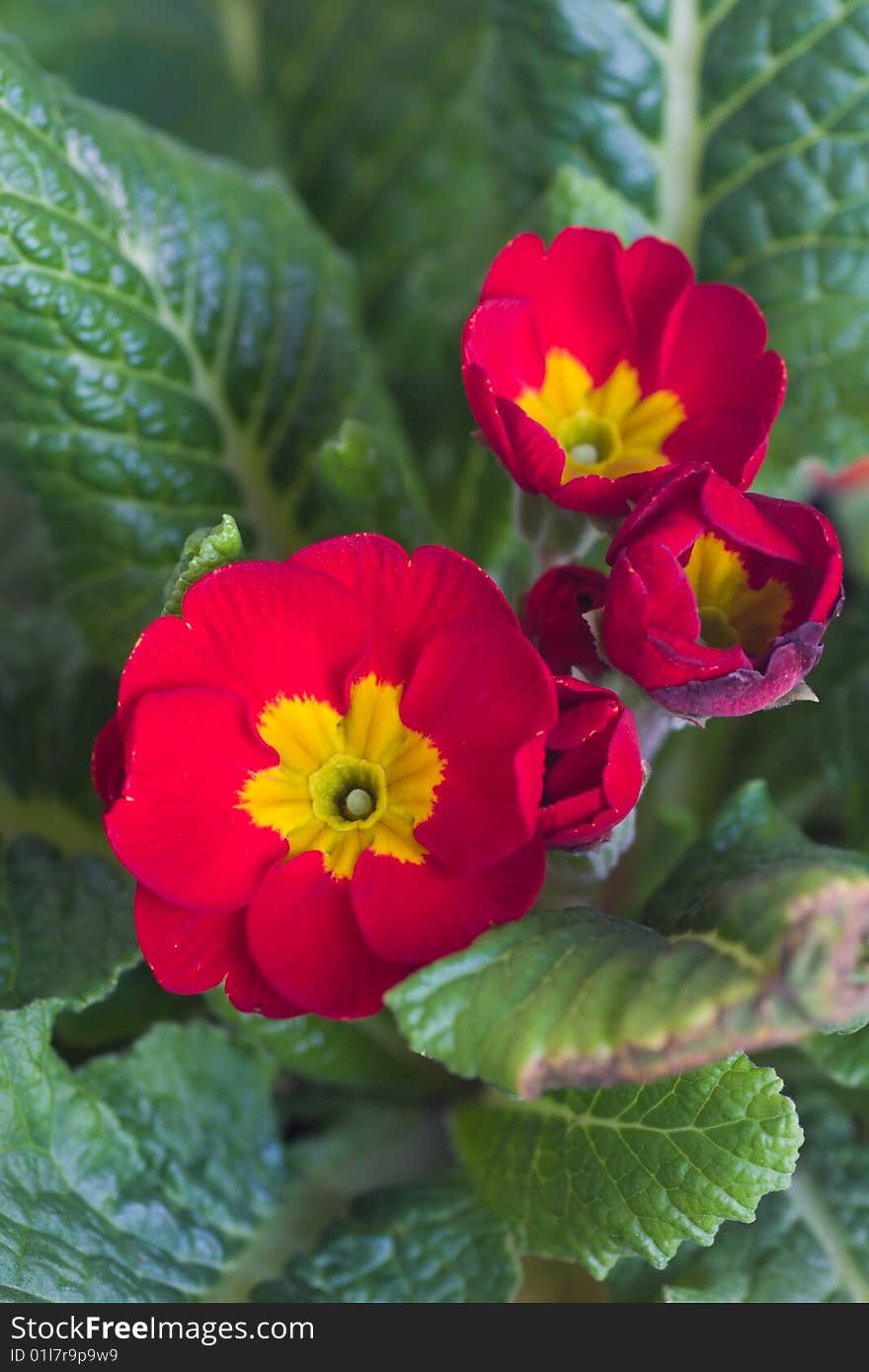 Close-up of a primula flower