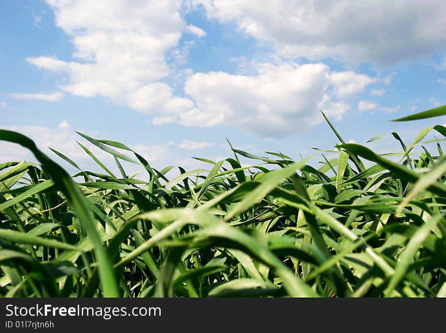 Green grass over sky background