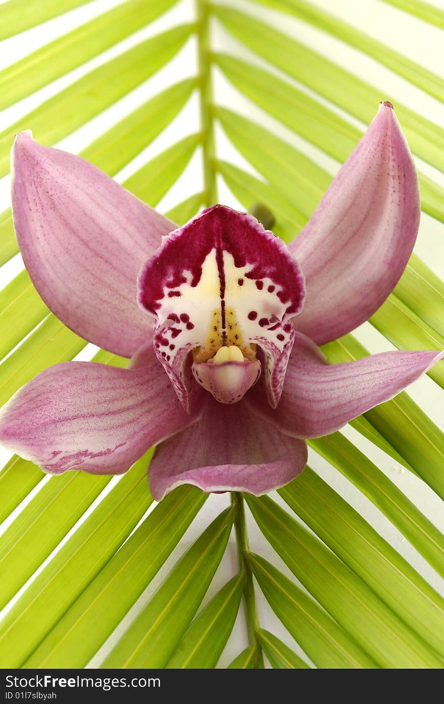 Close up pink orchid and palm leaf. Close up pink orchid and palm leaf