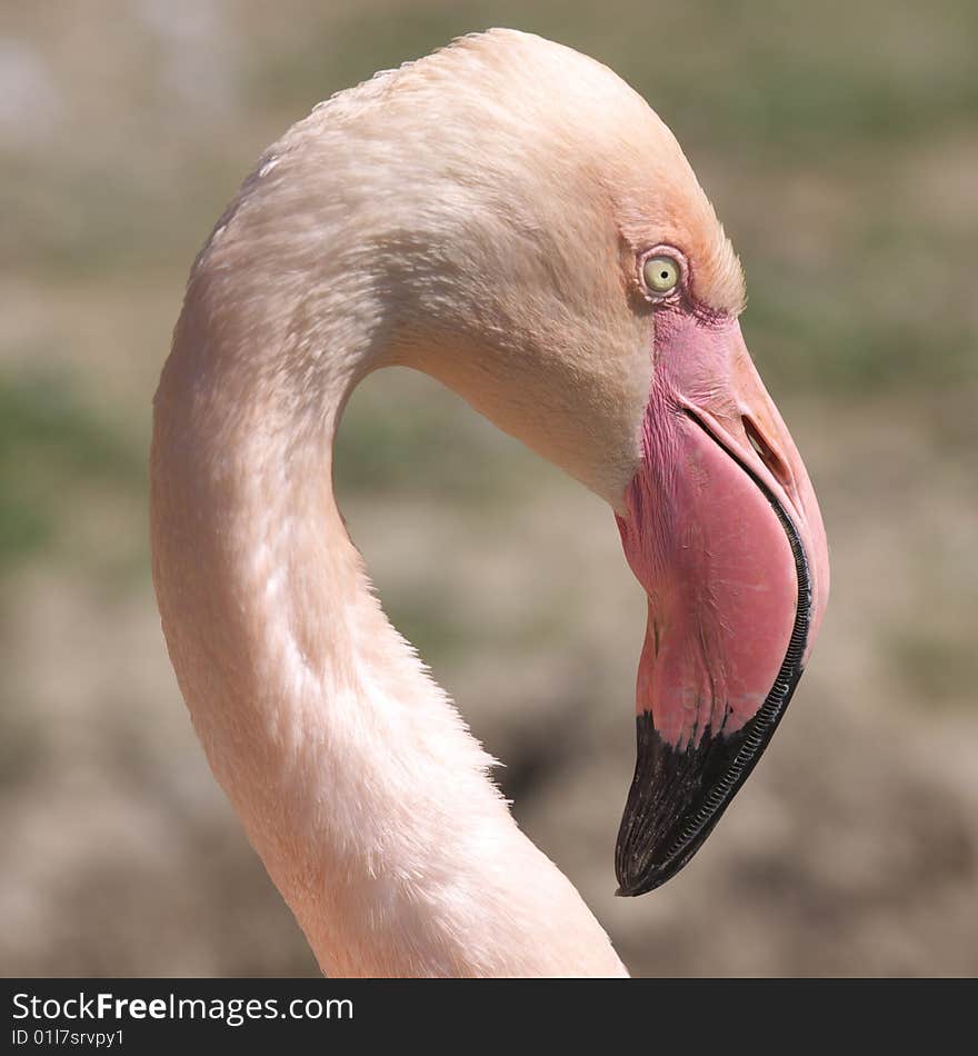 Water bird - Flamingo, in nature
