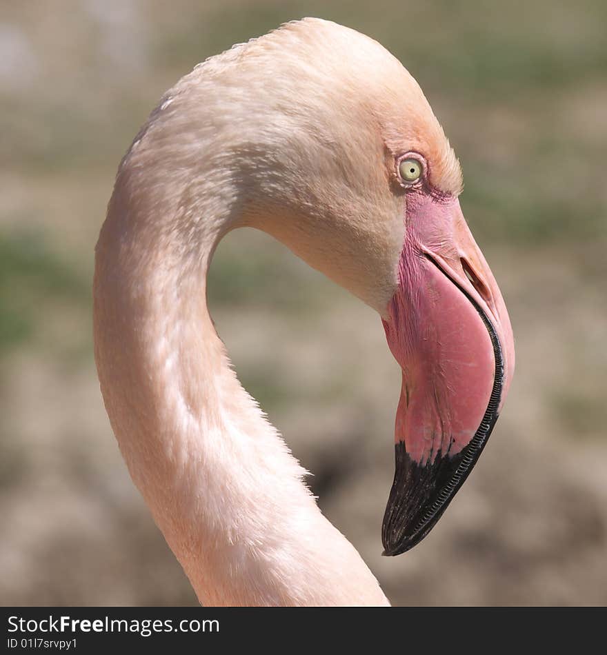 Flamingo