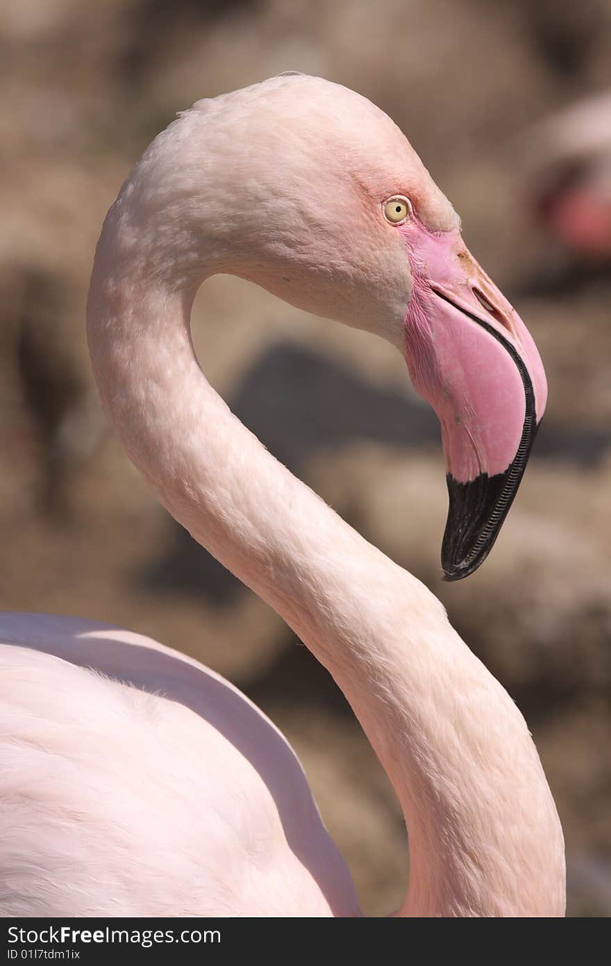 Flamingo