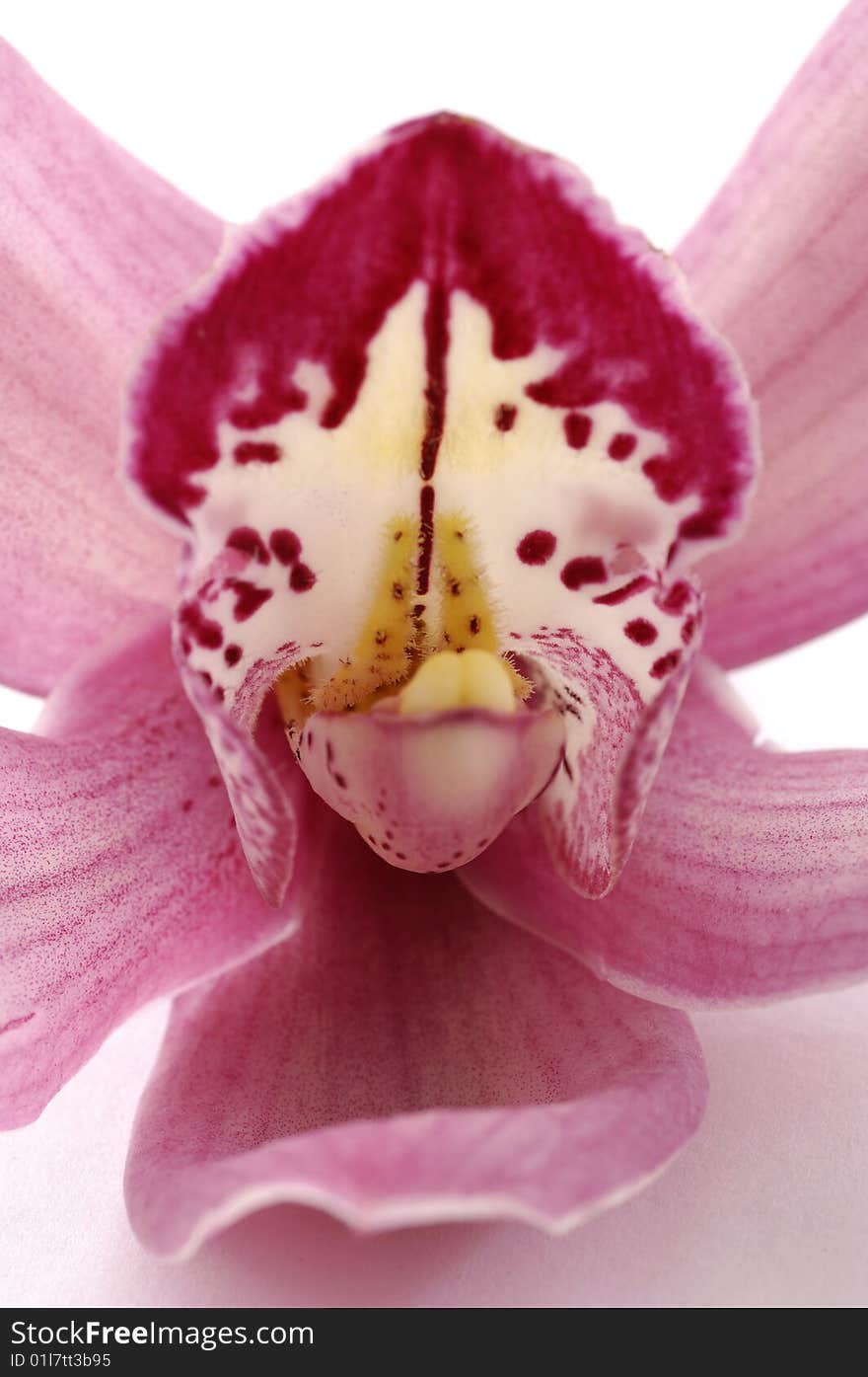 Beautiful Orchid