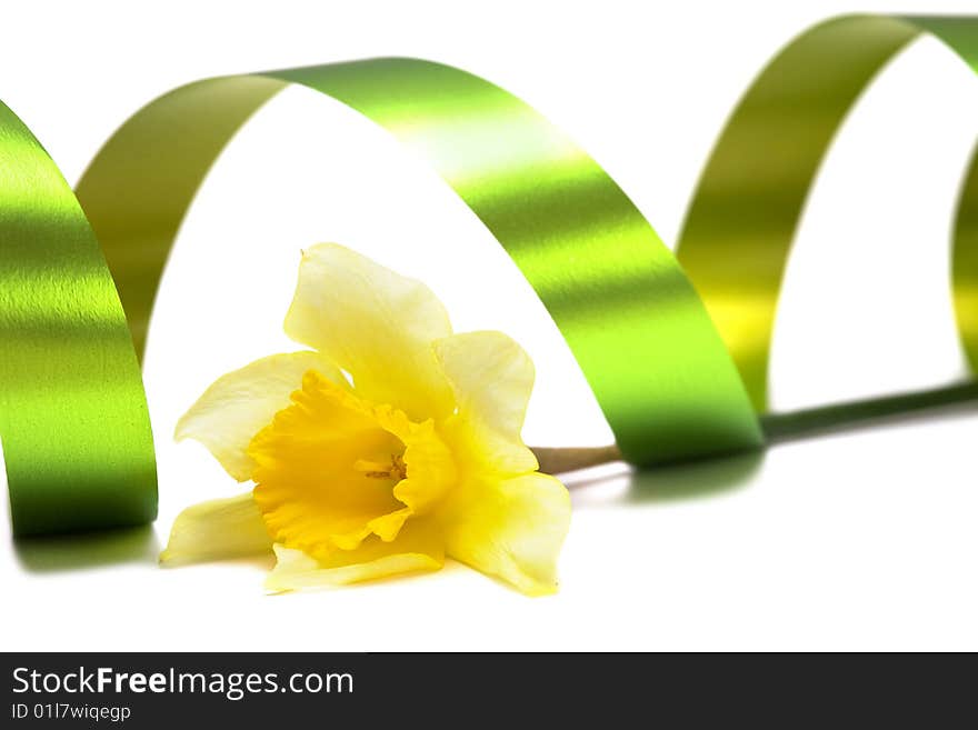 Yellow daffodil isolated