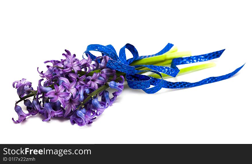 Violet flowers isolated on white background