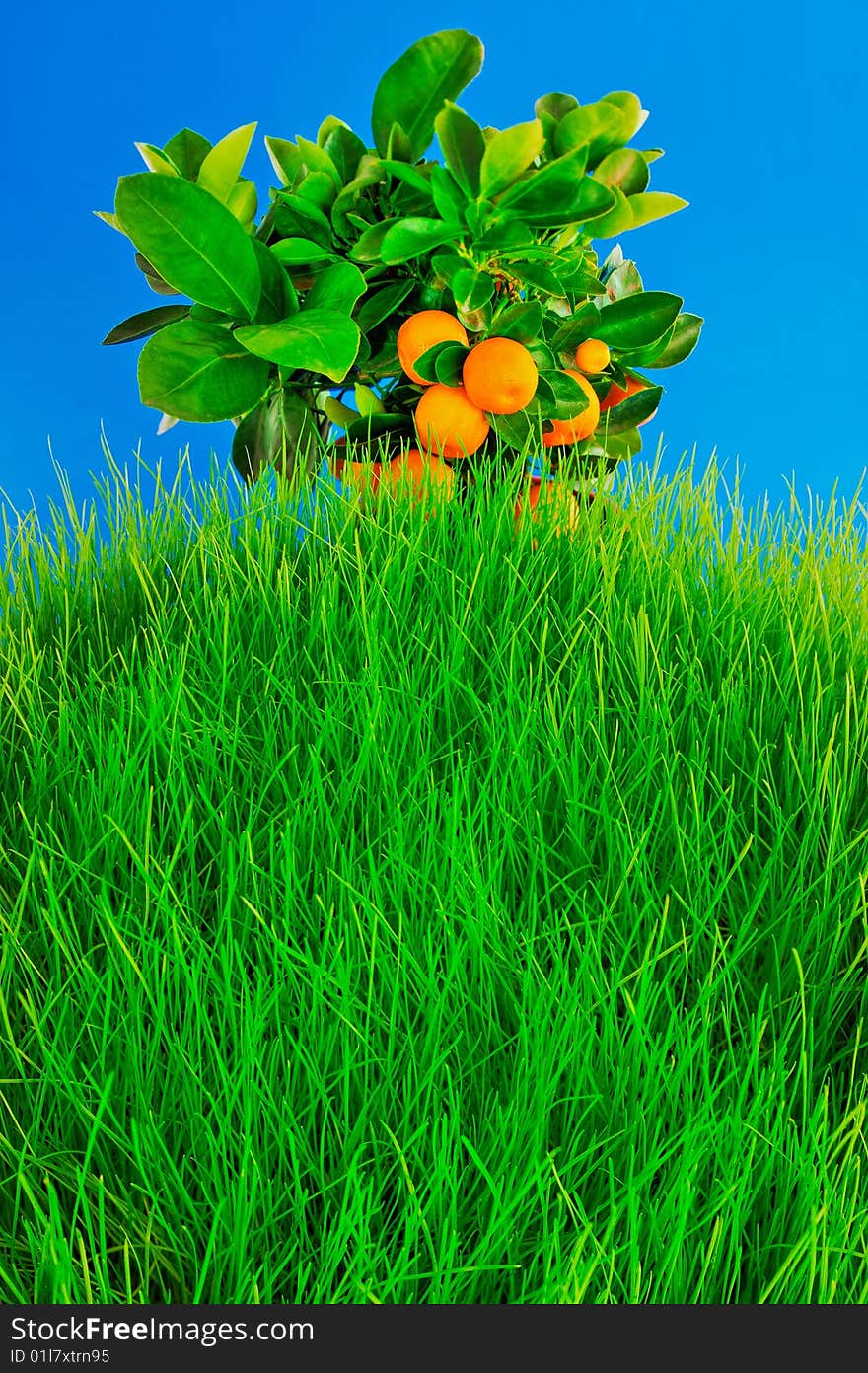 Ripe oranges on top of grassy hill. Ripe oranges on top of grassy hill