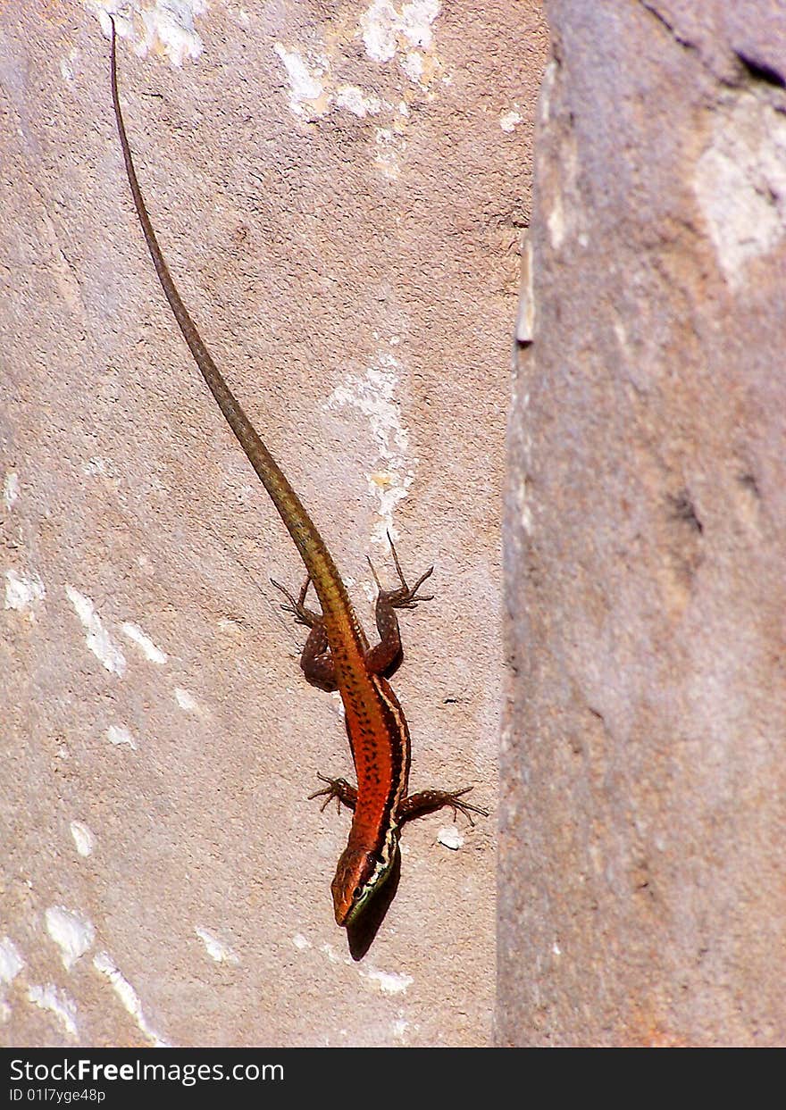 Lizzard on Rock