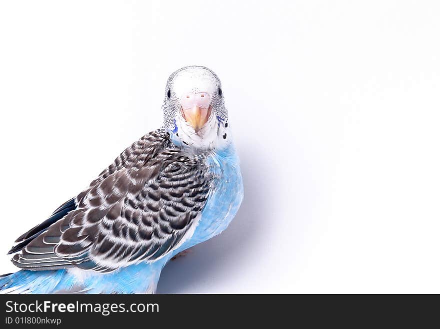 Blue, black and white bird on blank background