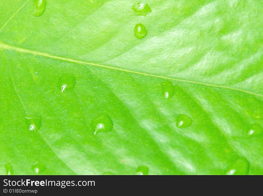 Natural green leaf with water. natural background