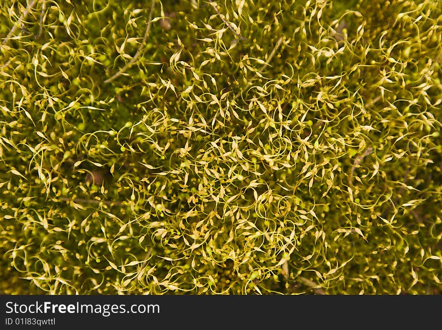 Abstract Mossy Background 2