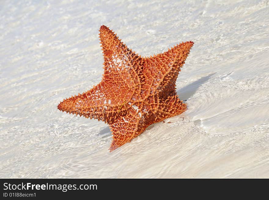 Detail of big starfish on shallow water of tropical beach