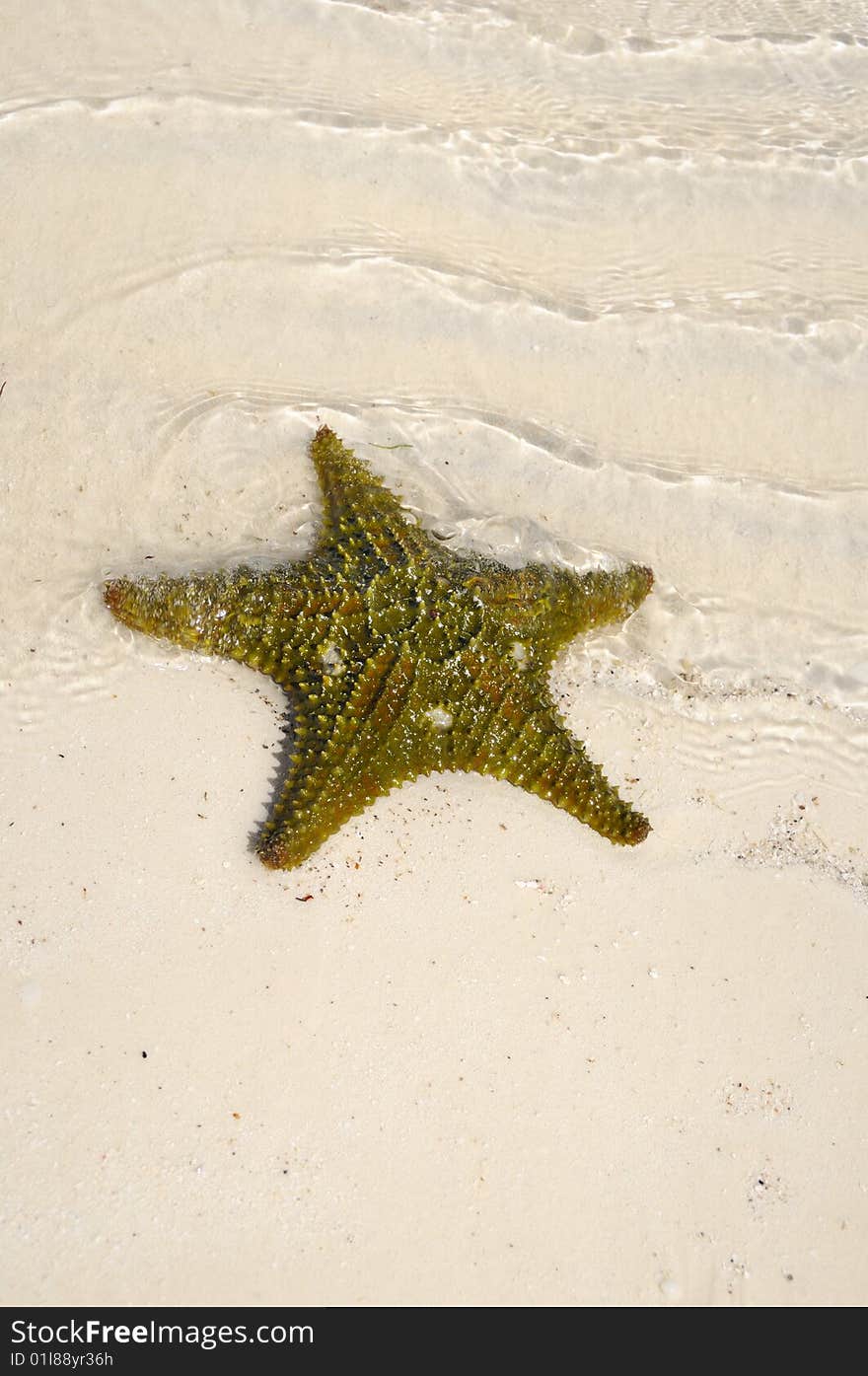 Green starfish on the shore of tropical beach