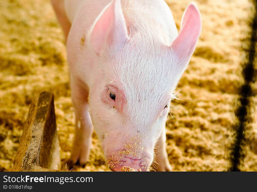 Pig feeding on the farm