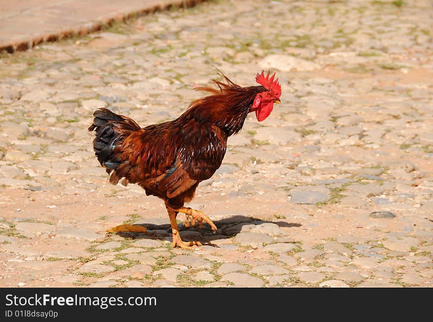 Young rooster on a street of Trinidad, cuba. Young rooster on a street of Trinidad, cuba