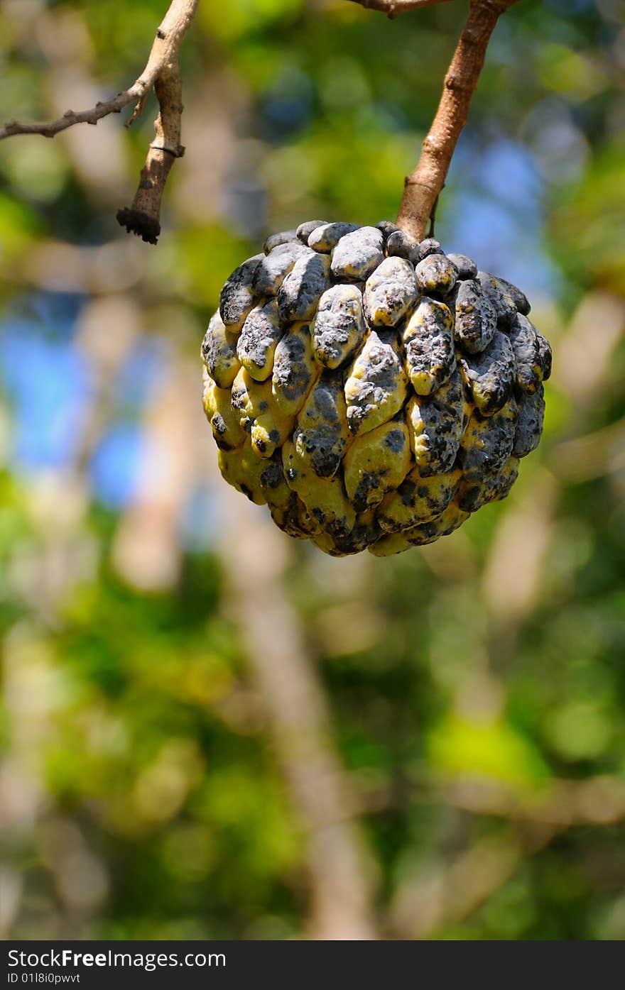 Detail of textured tropical fruit hanging from tree - sugar-apple