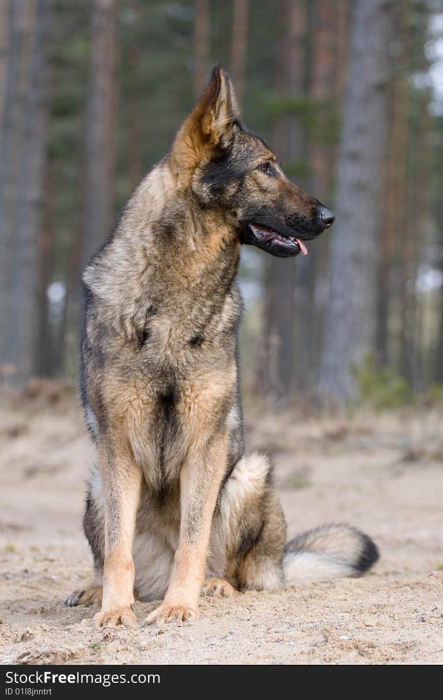 Germany sheepdog