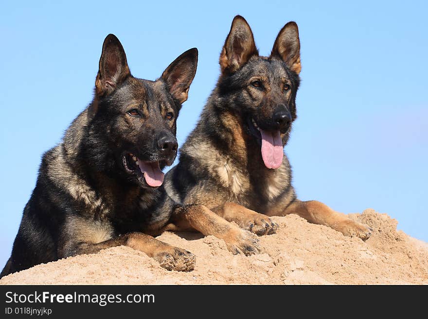 Two Germany Sheepdogs Sitting On The Sand