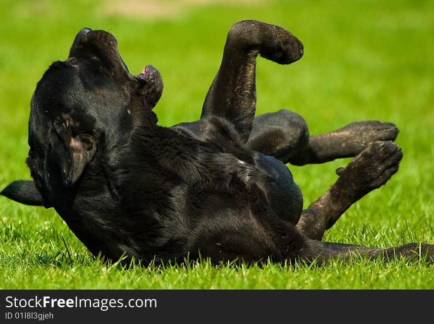 Dog without name walking in beautifull sunny day