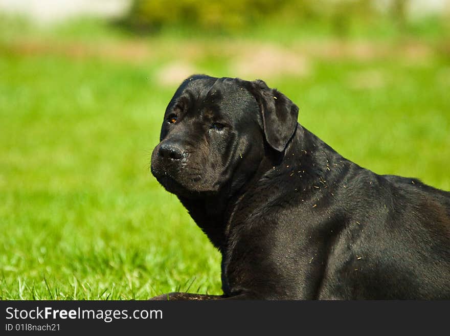 Dog without name walking in beautifull sunny day