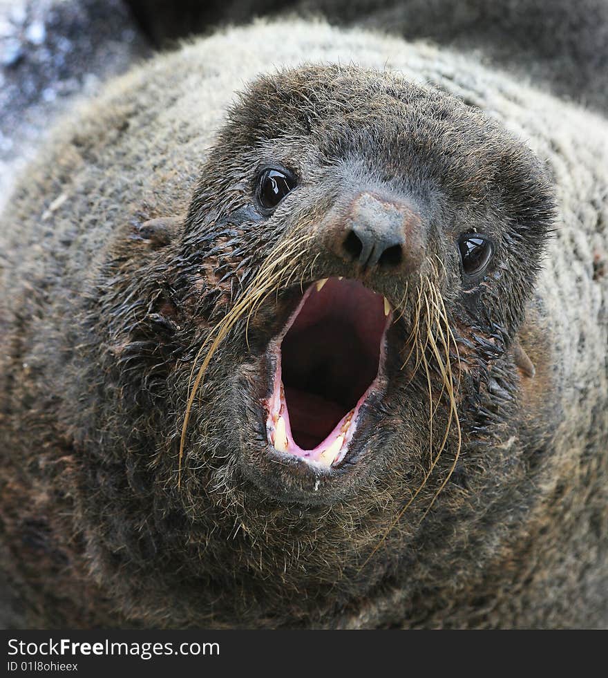 Northern fur seal (Callorhinus ursinus)  sings to the camera