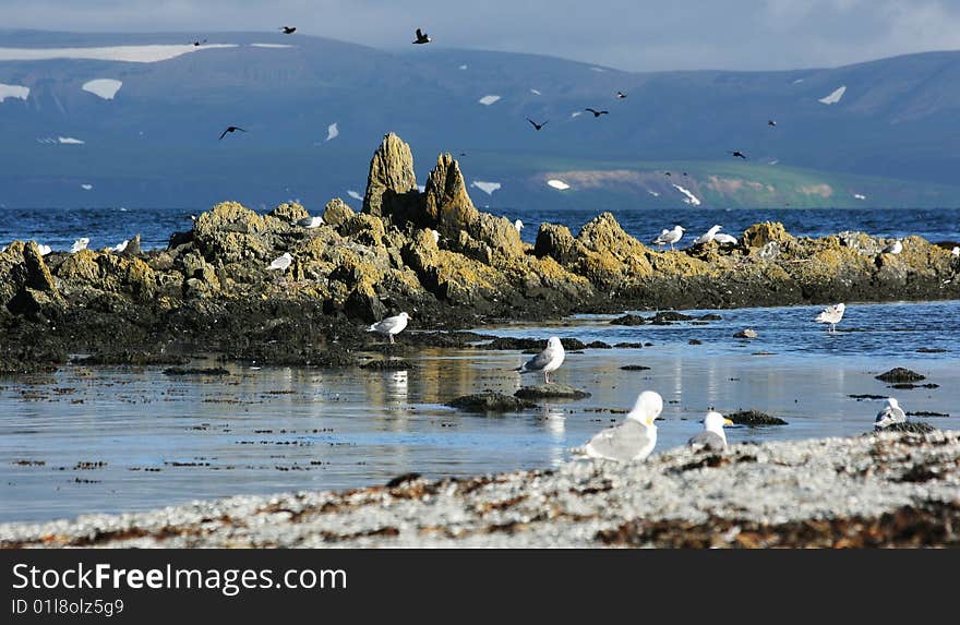 Evning in bird island