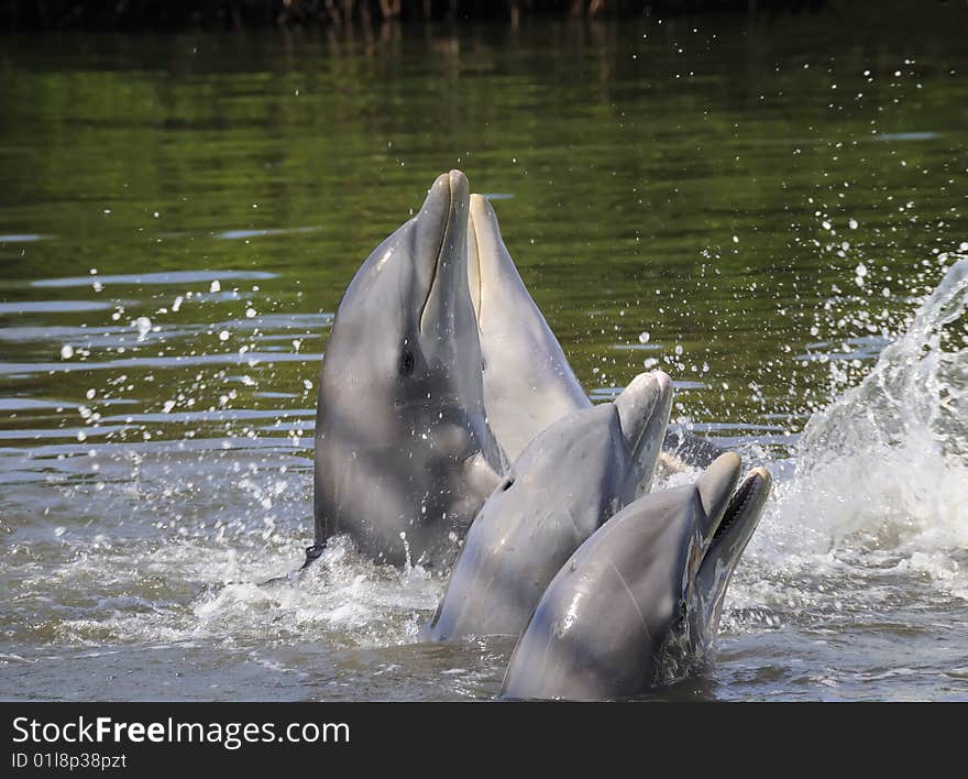 Dolphins