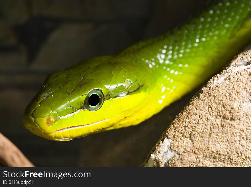 Red Tailed Racer (Gonyosoma oxycephala) - detail of head