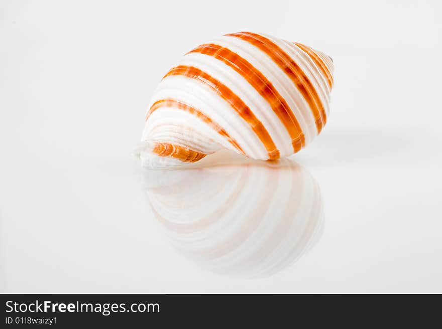 Shell on a white plate , mirror image released