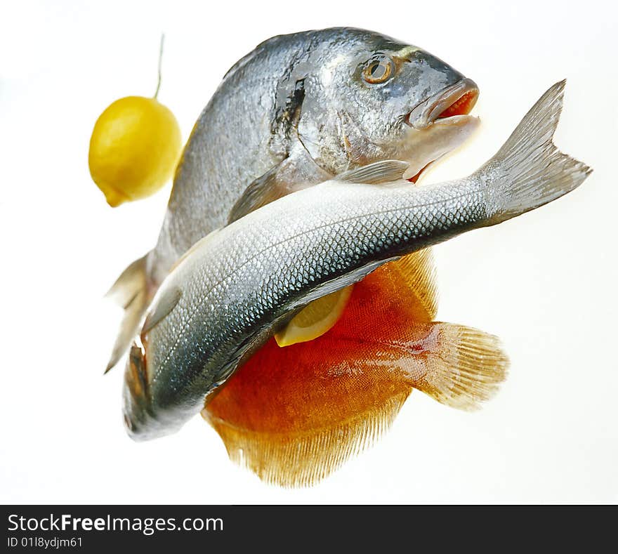 Raw mediterranean fish on the isolated white background. Raw mediterranean fish on the isolated white background