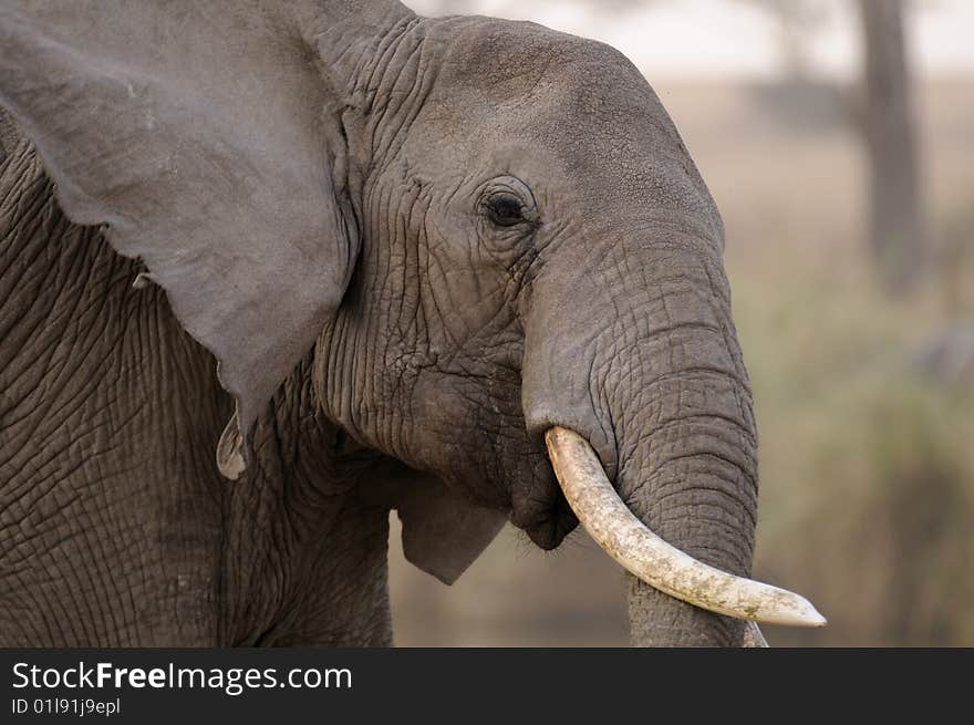 Elephant tilting his tusks sideways. Elephant tilting his tusks sideways