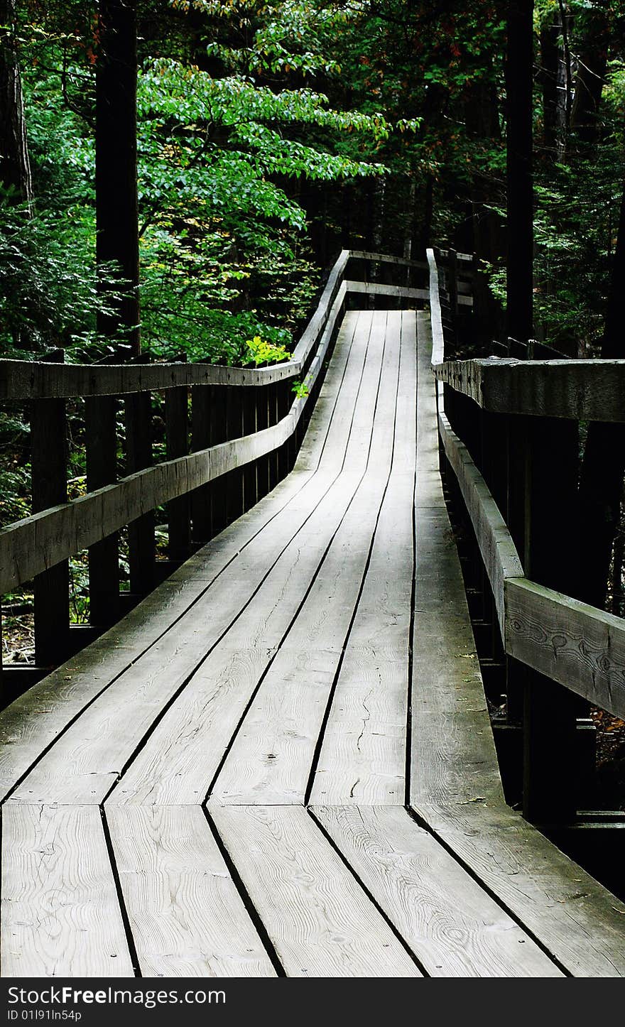 A wooden boardwalk through the green forest. A wooden boardwalk through the green forest