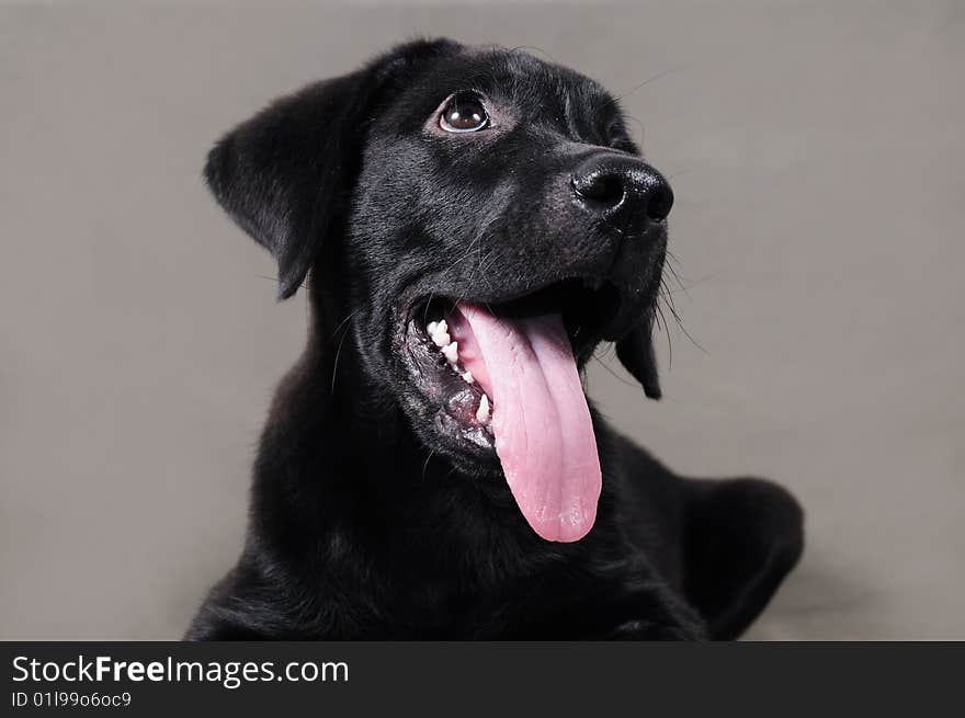 Lovely black labrador retriever puppy looking up