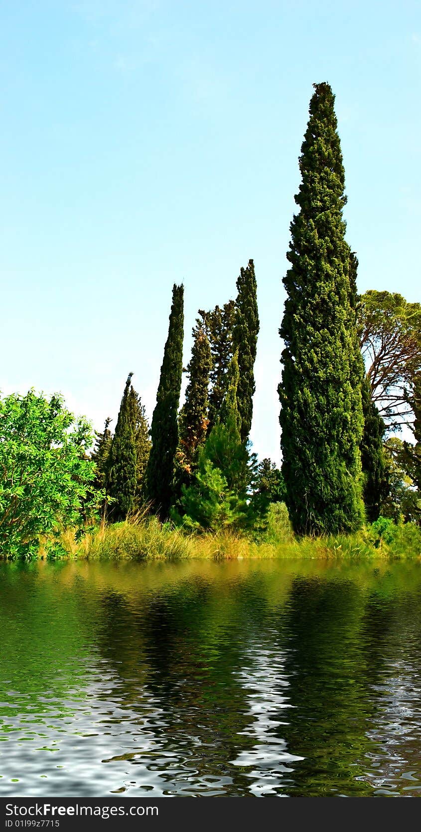 Thuja, cypress and other trees on the riverside.